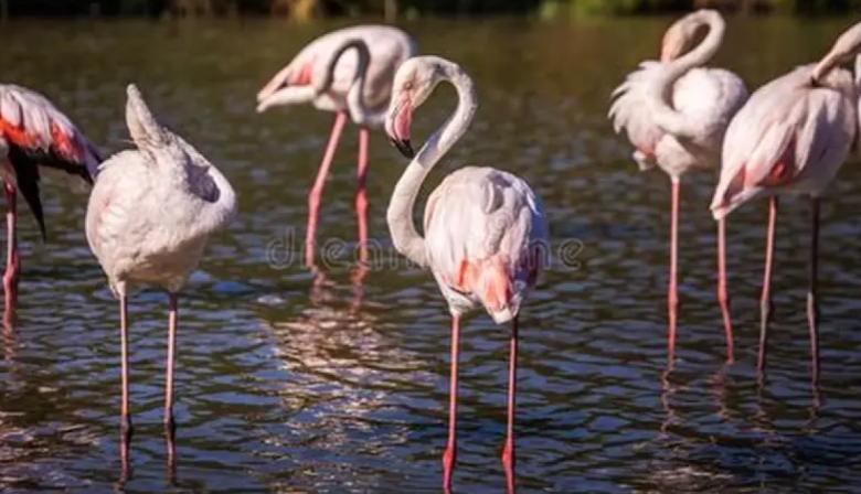 Nacimiento histórico en La Plata: siete flamencos australes nacieron tras 10 años sin registros