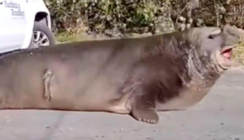 Video: rescataron y liberaron en el Río de la Plata al elefante marino hallado en Ensenada