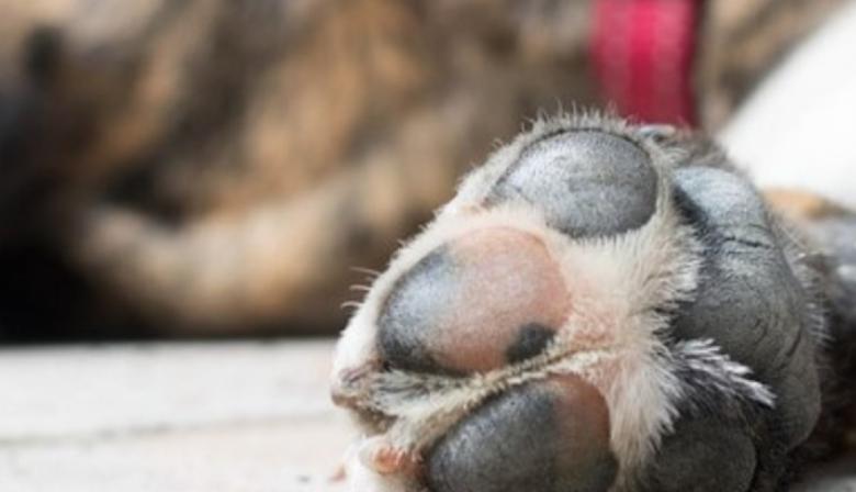 Mataron a la mascota de una familia en La Plata para entrar a robar en la vivienda