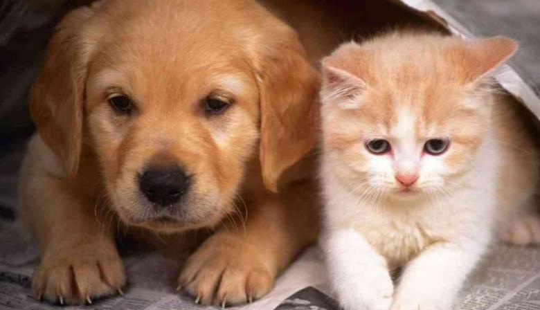 Vacunación gratuita para perros y gatos en Olmos: dónde y cuándo será la campaña esta semana