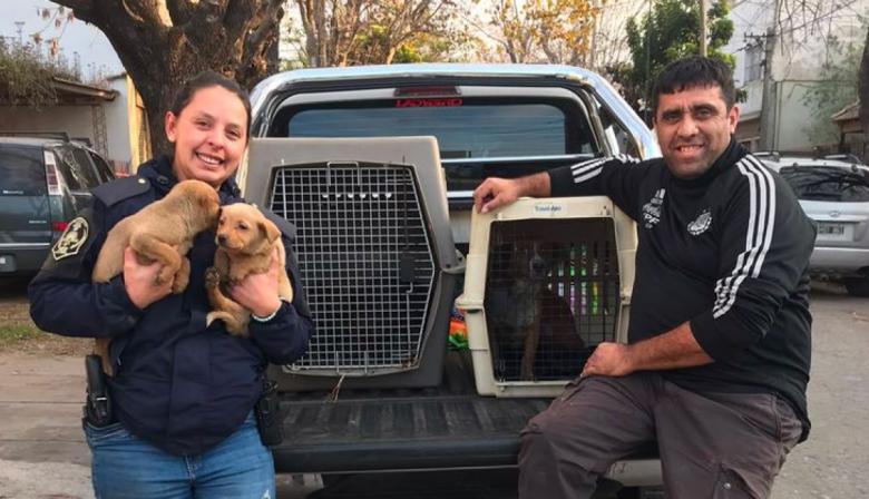 Rescataron a cuatro perros durante un allanamiento por maltrato animal en el barrio Hipódromo de La Plata