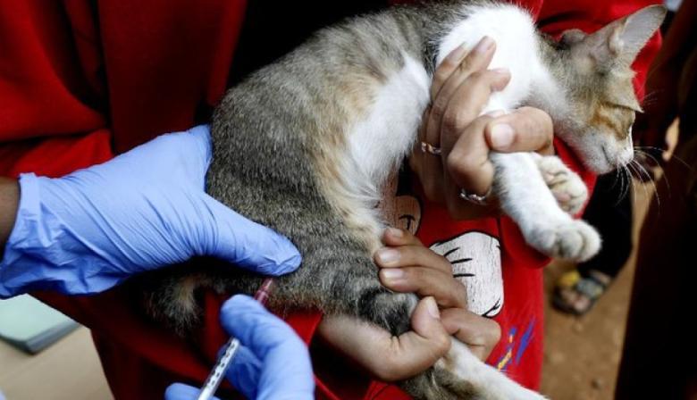 Se realizarán jornadas gratuitas de vacunación antirrábica y castración para perros y gatos