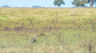 Reinsertaron en su hábitat a dos zorras grises rehabilitadas en el Bioparque de La Plata