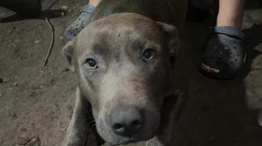 Imputaron a los dueños de los perros que mataron a un nene en Arturo Seguí