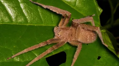 Expertos de la UNLP advierten por la “araña de los bananos”, una de las más venenosas del mundo