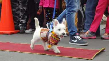 Vuelve el Gran Desfile de Mascotas a La Plata en versión Halloween