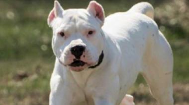 Tragedia en Melchor Romero: niño atacado por un perro y el dueño quedó detenido