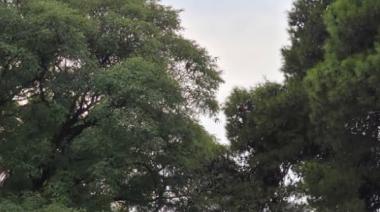 Cómo estará el clima en La Plata hoy: jueves fresco pero agradable con sol por la tarde