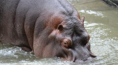 Piden informes a Julio Alak por la muerte del hipopótamo del Bioparque de La Plata