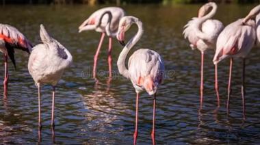 Nacimiento histórico en La Plata: siete flamencos australes nacieron tras 10 años sin registros