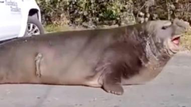 Video: rescataron y liberaron en el Río de la Plata al elefante marino hallado en Ensenada