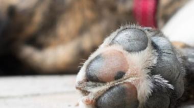 Mataron a la mascota de una familia en La Plata para entrar a robar en la vivienda