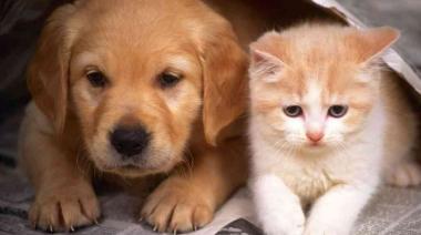 Vacunación gratuita para perros y gatos en Olmos: dónde y cuándo será la campaña esta semana