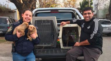 Rescataron a cuatro perros durante un allanamiento por maltrato animal en el barrio Hipódromo de La Plata