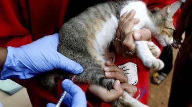 La Plata realizará jornadas gratuitas de vacunación antirrábica y castración para perros y gatos