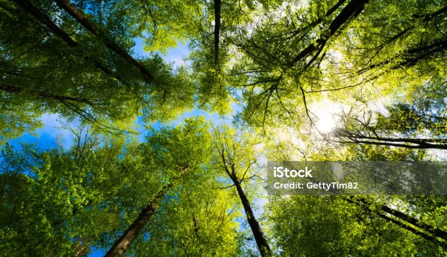 Viento del este en La Plata durante casi toda la semana: cómo afectará al clima en la región