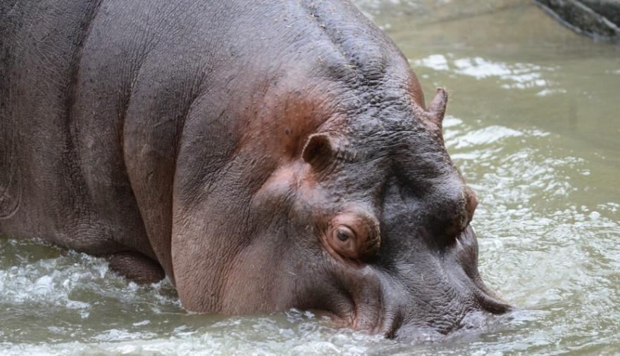 Piden informes a Julio Alak por la muerte del hipopótamo del Bioparque de La Plata