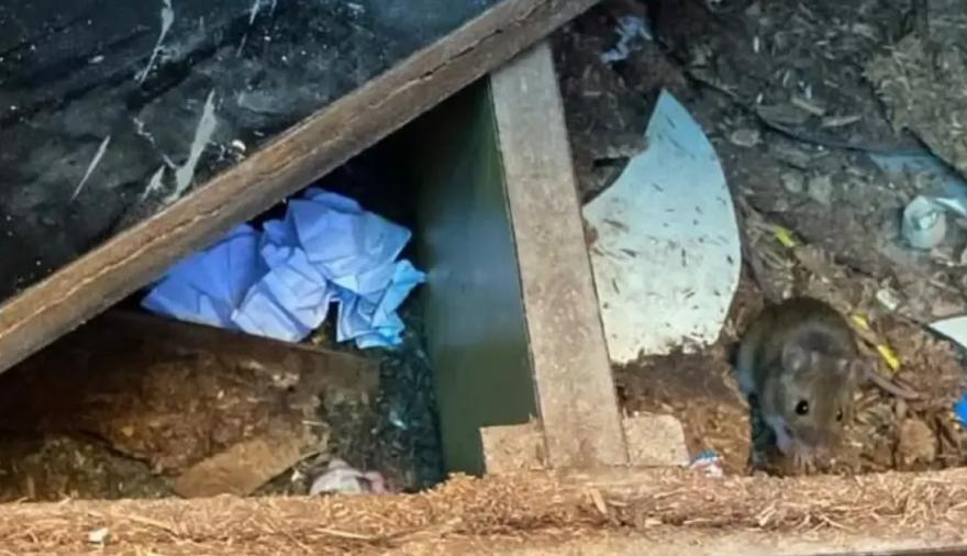 Preocupación en una escuela de Los Hornos por la presencia de ratas