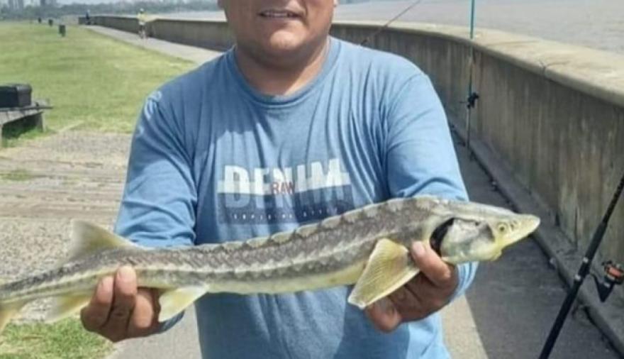 Alerta por esturiones en Punta Lara: científicos piden a pescadores que colaboren con la investigación