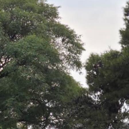 Cómo estará el clima en La Plata hoy: jueves fresco pero agradable con sol por la tarde