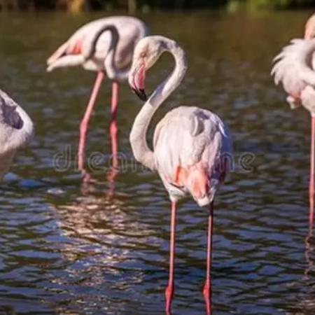 Nacimiento histórico en La Plata: siete flamencos australes nacieron tras 10 años sin registros
