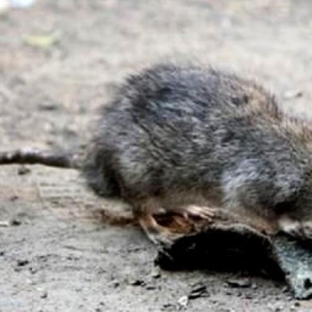 Detectan ratas en escuelas y advierten que 160 barrios están en riesgo