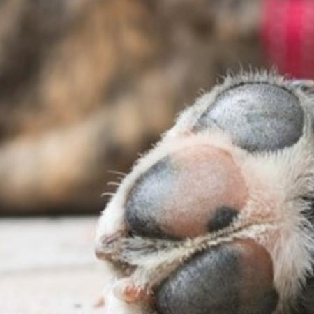 Mataron a la mascota de una familia en La Plata para entrar a robar en la vivienda
