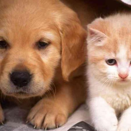 Vacunación gratuita para perros y gatos en Olmos: dónde y cuándo será la campaña esta semana