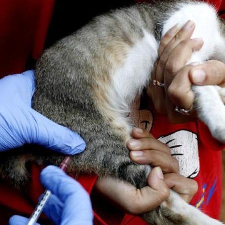 Se realizarán jornadas gratuitas de vacunación antirrábica y castración para perros y gatos